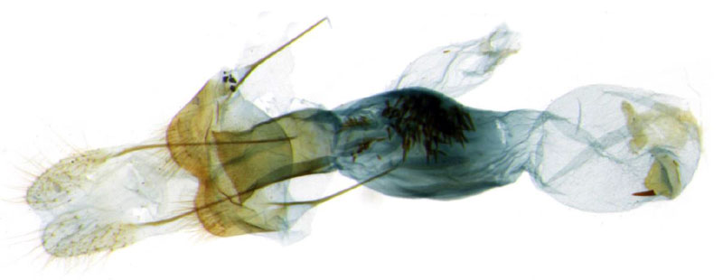 /filer/webapps/moths/media/images/E/ealaensis_Thubdora_GF_BMNH_CIS7010.jpg