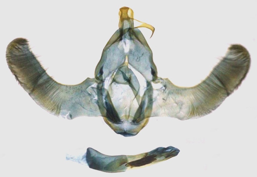 /filer/webapps/moths/media/images/E/ealaensis_Thubdora_GMHT_RMCA.jpg