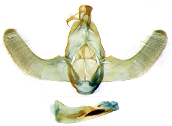 /filer/webapps/moths/media/images/E/ealaensis_Thubdora_GM_BMNH_CIS7274.jpg
