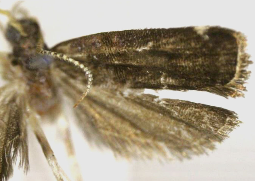 /filer/webapps/moths/media/images/E/ealaensis_Thubdora_HT_RMCA.jpg