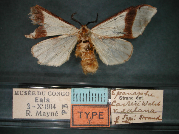 /filer/webapps/moths/media/images/E/ealana_Epanaphe_AT_RMCA_01.jpg