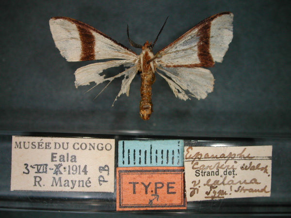 /filer/webapps/moths/media/images/E/ealana_Epanaphe_HT_RMCA_01.jpg