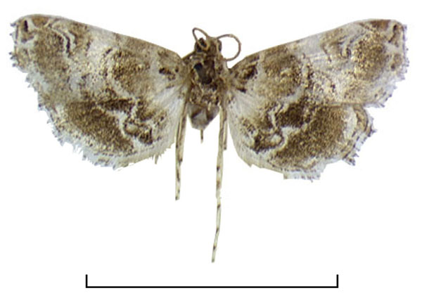 /filer/webapps/moths/media/images/E/ealensis_Elophila_HT_RMCA.jpg