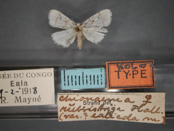 /filer/webapps/moths/media/images/E/ealicola_Cyana_HT_RMCA_01.jpg