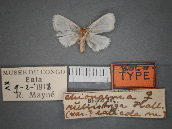 /filer/webapps/moths/media/images/E/ealicola_Cyana_HT_RMCA_02.jpg