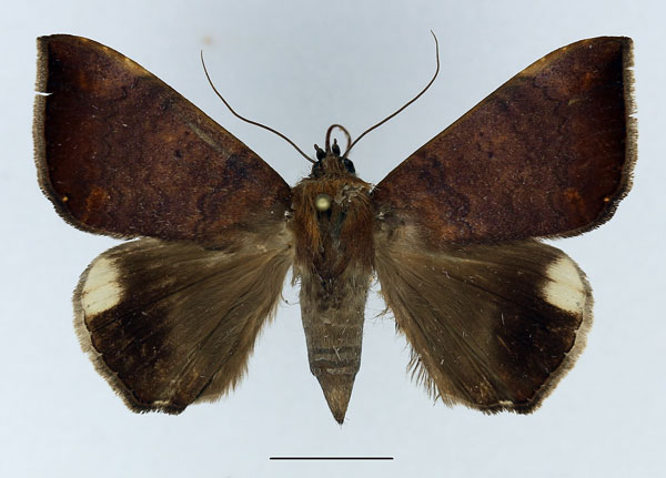 /filer/webapps/moths/media/images/E/ebenaui_Achaea_AF_Basquin.jpg