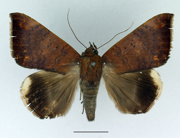 /filer/webapps/moths/media/images/E/ebenaui_Achaea_AM_Basquin.jpg