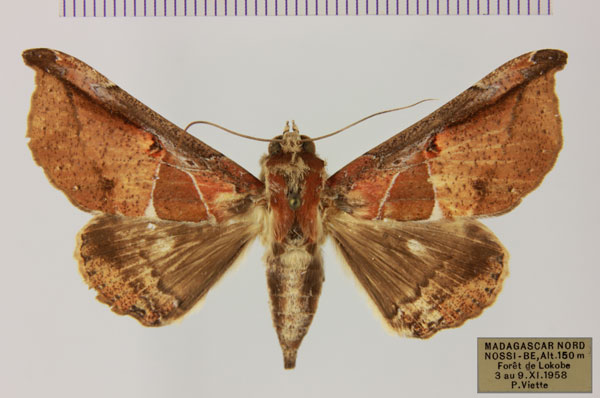 /filer/webapps/moths/media/images/E/ebenaui_Ogovia_AF_MNHNa.jpg