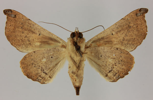 /filer/webapps/moths/media/images/E/ebenaui_Ogovia_AF_MNHNb.jpg