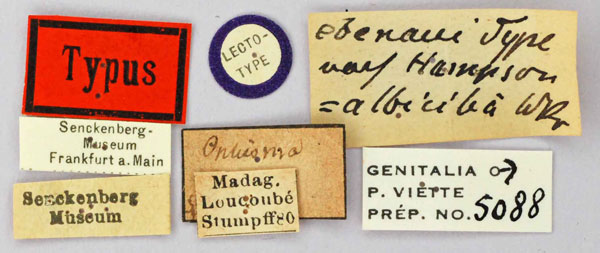 /filer/webapps/moths/media/images/E/ebenaui_Ophisma_LT_SNMFl.jpg