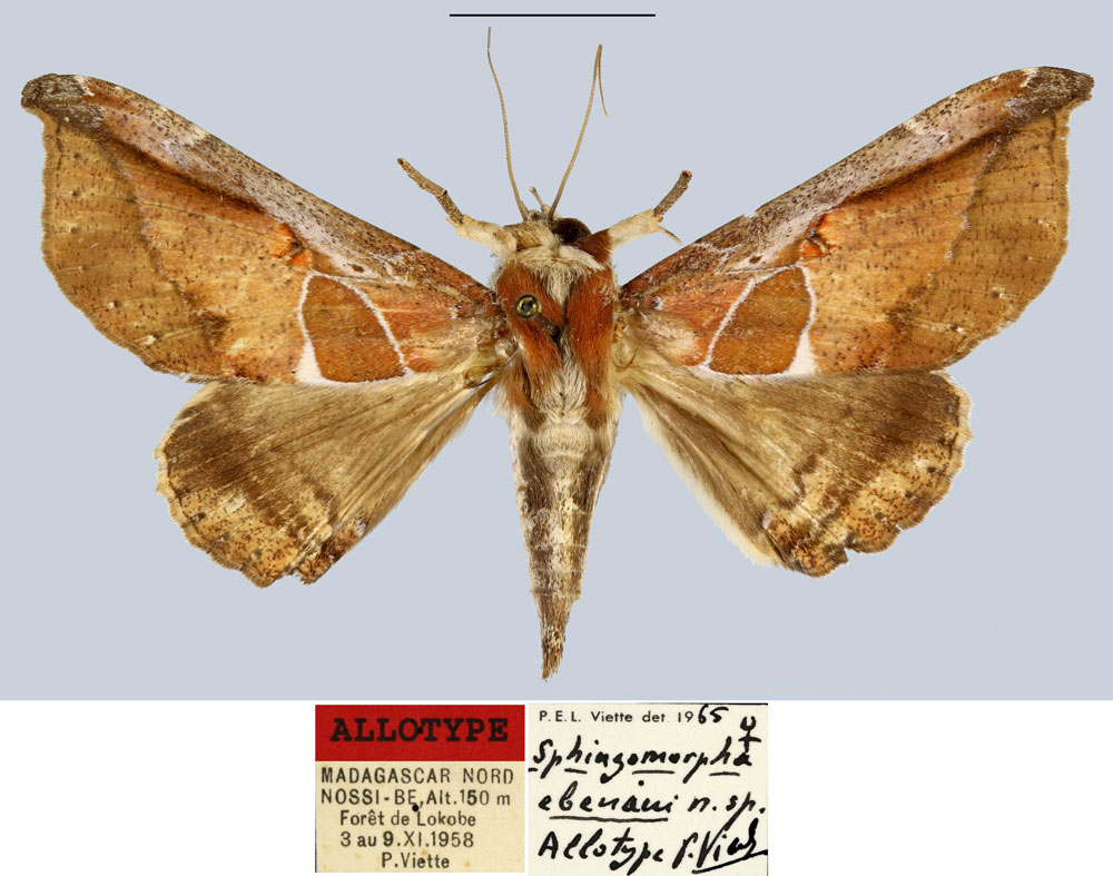 /filer/webapps/moths/media/images/E/ebenaui_Sphingomorpha_AT_MNHN.jpg