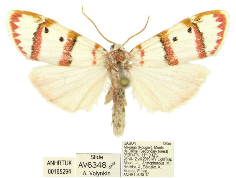 /filer/webapps/moths/media/images/E/ebigane_Cyana_HT_ANHRT.jpg
