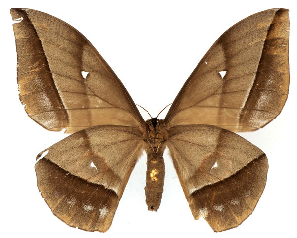 /filer/webapps/moths/media/images/E/eblis_Gonimbrasia_AF_Basquinb.jpg