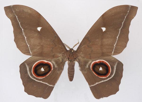 /filer/webapps/moths/media/images/E/eblis_Gonimbrasia_AM_Basquin.jpg