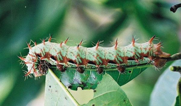 /filer/webapps/moths/media/images/E/eblis_Gonimbrasia_C_Latham.jpg