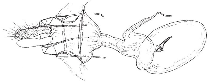 /filer/webapps/moths/media/images/E/ebogoana_Plinthograptis_GFHT_BMNH.jpg