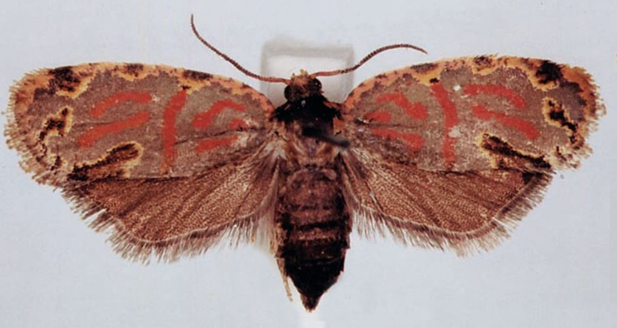 /filer/webapps/moths/media/images/E/ebogoana_Plinthograptis_HT_BMNH.jpg