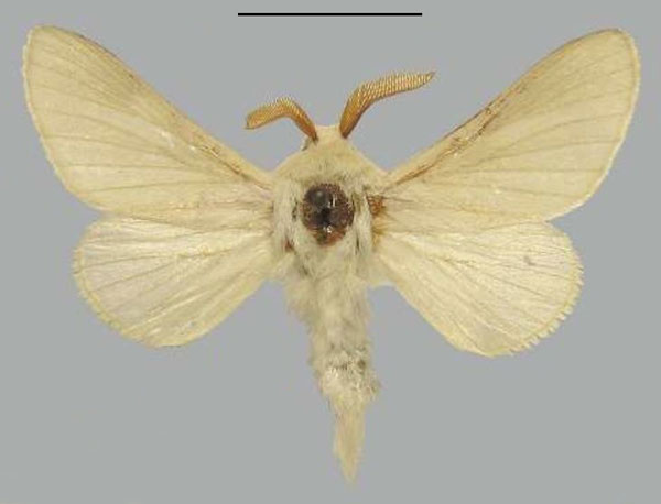 /filer/webapps/moths/media/images/E/eborea_Pachymeta_HT_TMSA.jpg