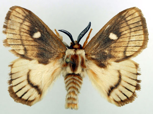/filer/webapps/moths/media/images/E/eborea_Strigivenifera_AM_Basquin_01.jpg