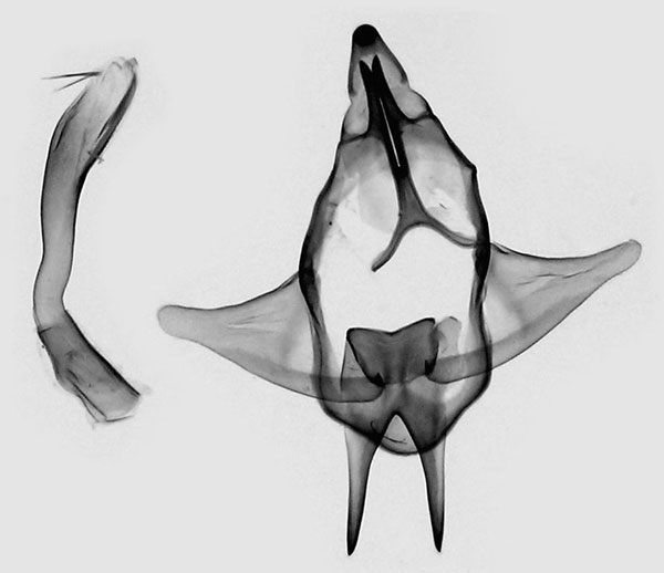 /filer/webapps/moths/media/images/E/eborea_Strigivenifera_GM_ZSM.jpg