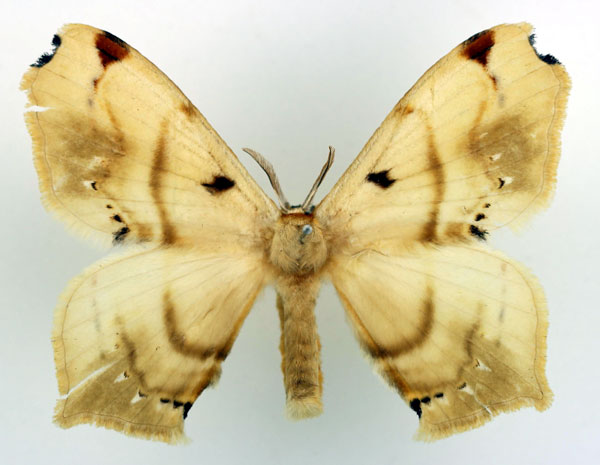 /filer/webapps/moths/media/images/E/eborea_Urojana_AM_Basquin_01.jpg