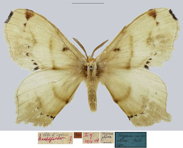 /filer/webapps/moths/media/images/E/eborea_Urojana_HT_MfN.jpg