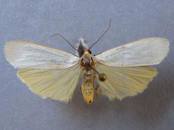 /filer/webapps/moths/media/images/E/eborella_Lamprosiella_AM_Baron_01.jpg