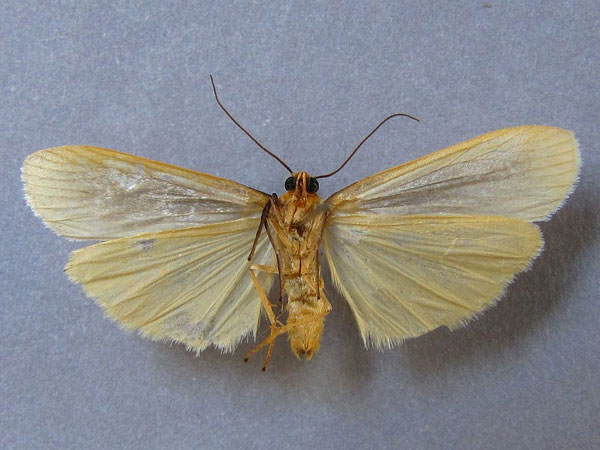 /filer/webapps/moths/media/images/E/eborella_Lamprosiella_AM_Baron_02.jpg