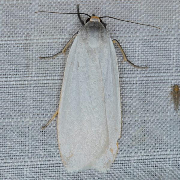 /filer/webapps/moths/media/images/E/eborella_Lamprosiella_A_Heyns_01.JPG