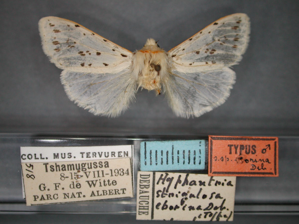 /filer/webapps/moths/media/images/E/eborina_Paralpenus_HT_RMCA_01.jpg