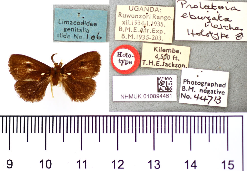 /filer/webapps/moths/media/images/E/eburnata_Prolatoia_HT_BMNH.jpg