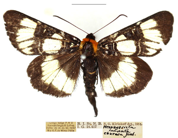 /filer/webapps/moths/media/images/E/eburnea_Hespagarista_AM_RBINS_01.jpg