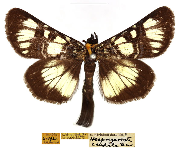 /filer/webapps/moths/media/images/E/eburnea_Hespagarista_AM_RBINS_02.jpg