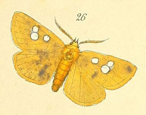 /filer/webapps/moths/media/images/E/eburneigutta_Rhanidophora_Felder_100_26.jpg