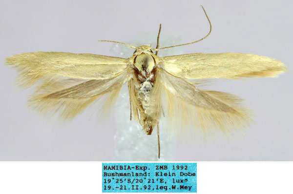 /filer/webapps/moths/media/images/E/eburnella_Scythris_HT_ZMHB_IRP3nvR.jpg