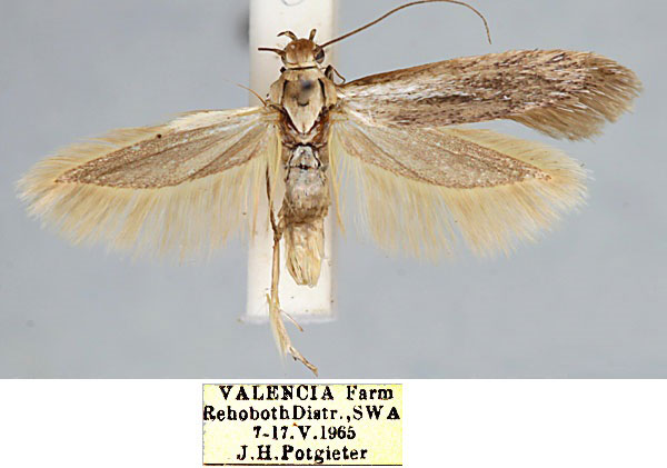 /filer/webapps/moths/media/images/E/eburnipterella_Scythris_PT_TMSA_pizwuh4.jpg