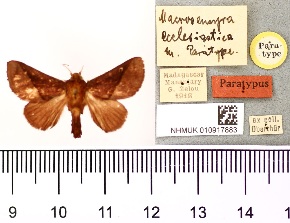/filer/webapps/moths/media/images/E/ecclesiastica_Macrosemyra_PLT_BMNH.jpg