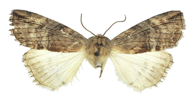 /filer/webapps/moths/media/images/E/echinata_Aethiopsestis_HT_BMNH.jpg
