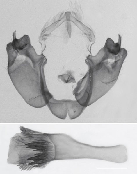 /filer/webapps/moths/media/images/E/echinochloa_Sesamia_GMHT_MNHN_757.jpg