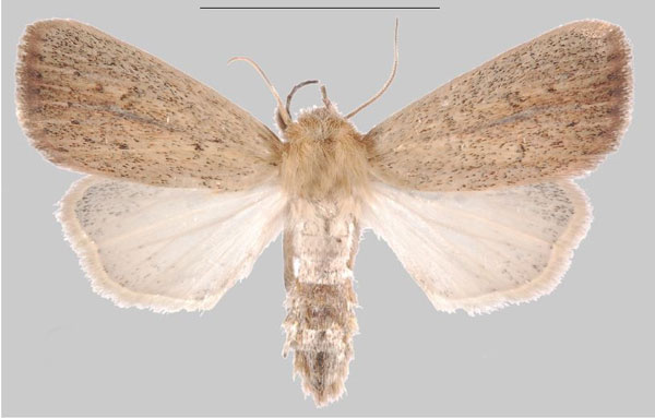 /filer/webapps/moths/media/images/E/echinochloa_Sesamia_HT_MNHNa.jpg