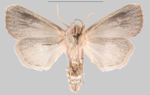 /filer/webapps/moths/media/images/E/echinochloa_Sesamia_HT_MNHNb.jpg