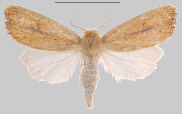 /filer/webapps/moths/media/images/E/echinochloa_Sesamia_PTF_MNHNa.jpg