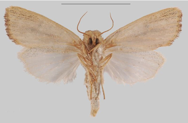 /filer/webapps/moths/media/images/E/echinochloa_Sesamia_PTF_MNHNb.jpg