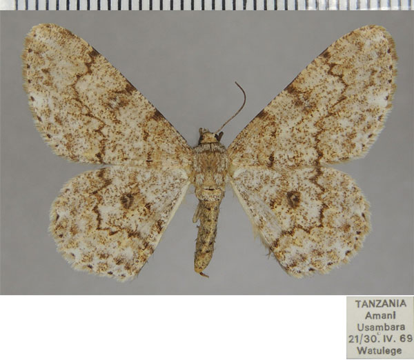 /filer/webapps/moths/media/images/E/echinodes_Cleora_AF_ZSM_01.jpg