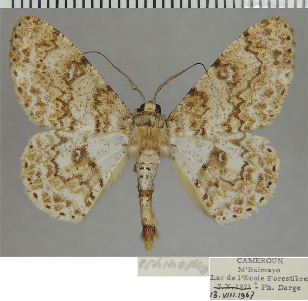 /filer/webapps/moths/media/images/E/echinodes_Cleora_AM_ZSM_01.jpg