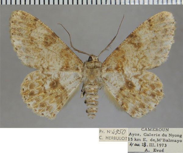 /filer/webapps/moths/media/images/E/echinodes_Cleora_AM_ZSM_02.jpg