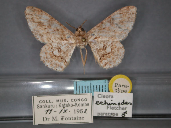 /filer/webapps/moths/media/images/E/echinodes_Cleora_PT_RMCA_01.jpg