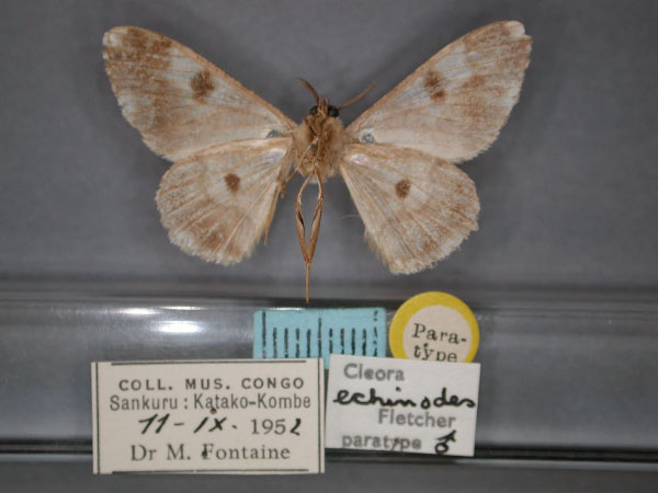 /filer/webapps/moths/media/images/E/echinodes_Cleora_PT_RMCA_02.jpg
