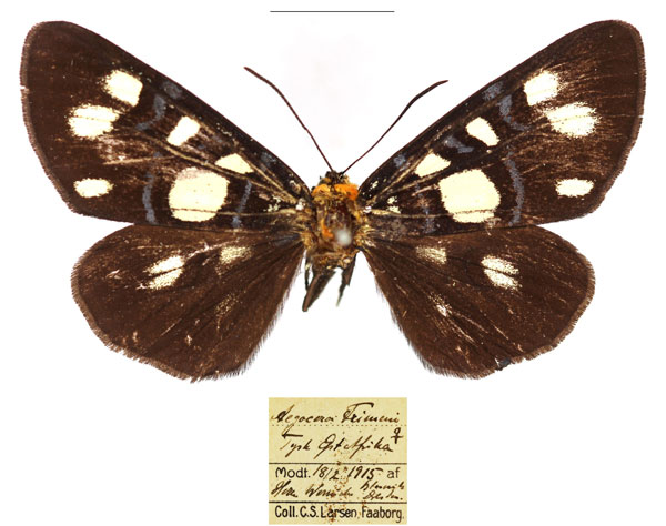/filer/webapps/moths/media/images/E/echione_Hespagarista_AF_RBINS.jpg