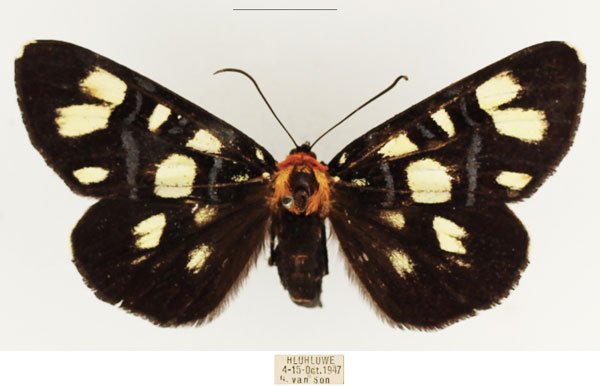 /filer/webapps/moths/media/images/E/echione_Hespagarista_AF_TMSA_01.jpg